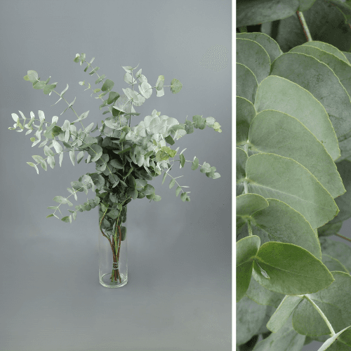 Eucalyptus Cinerea Sur, Feuillage de 70-80 cm de long, en botte