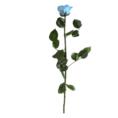 Rosa Celeste Tallo, Celeste, 1 tallos, 50cm