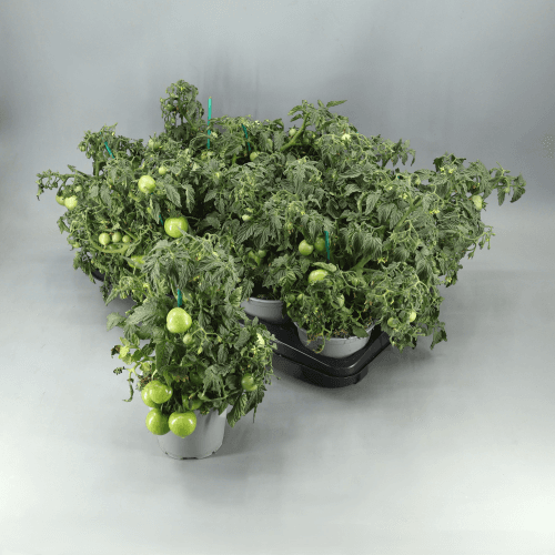 Tomate (Lycopersicon sculentum), Rojo/Verde, 1 tallos, 30cm