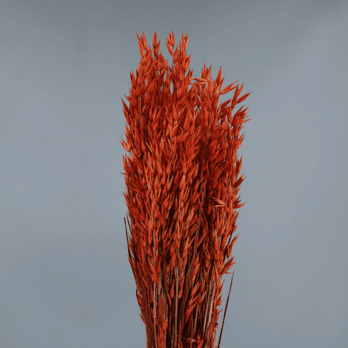 Aveia Seca Laranja Decorativa