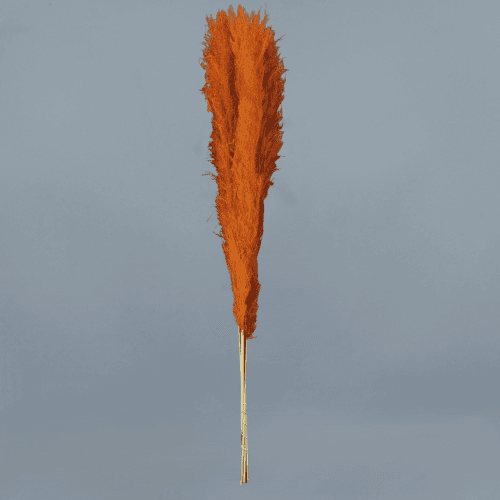Plumero de Pampas Naranja, Flor preservada de 130 cm de largo