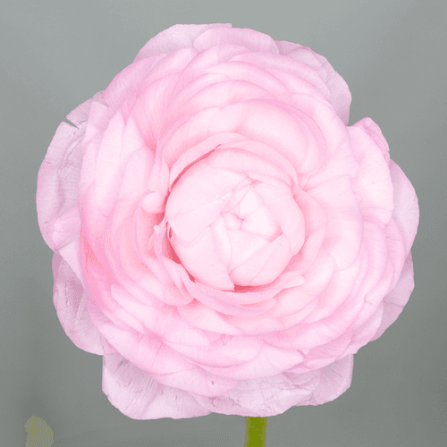 Ranuncle rosa Elegance, Flor fresca de 40 cm de llarg, ram de 10 tiges Geoflora