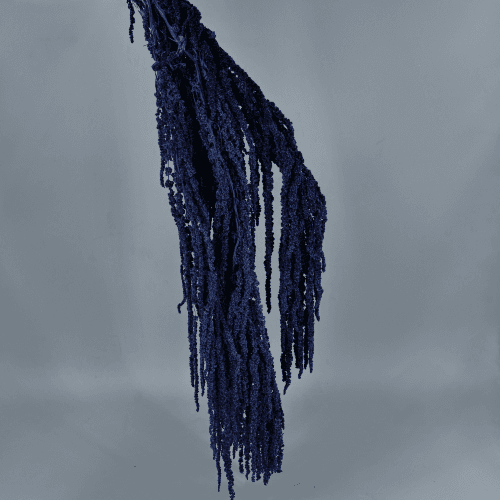 Amaranto preservado azul