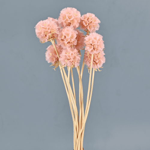 Scabiosa Preservada Rosa