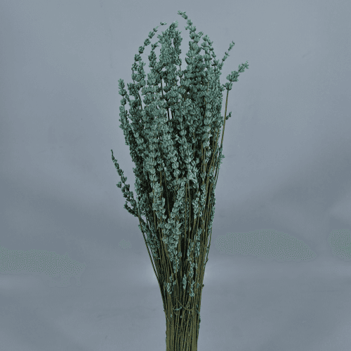 Lavanda preservada azul claro