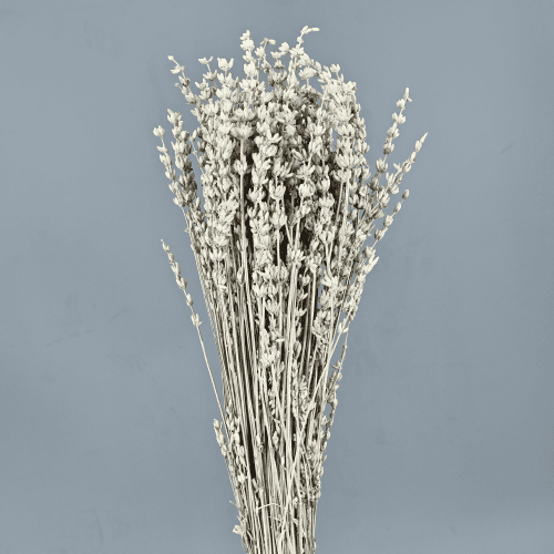 Lavanda preservada blanca