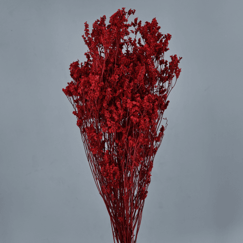 Sinesis preservado rojo