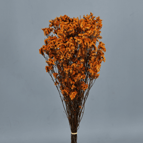 Sinesis preservado naranja