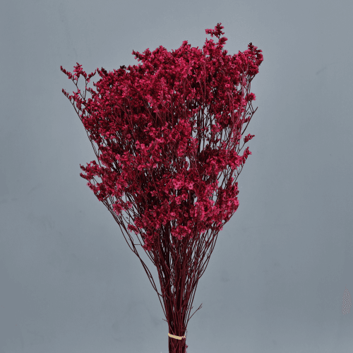 Sinesis preservado fucsia