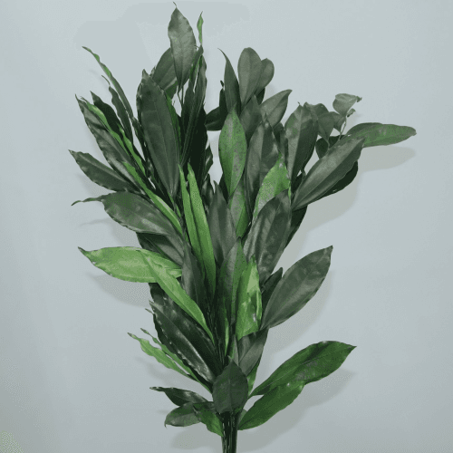 Cocculus preservado