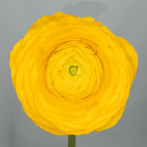 Ranuncle groc Elegance, Flor fresca de 40 cm de llarg, ram de 10 tiges Geoflora