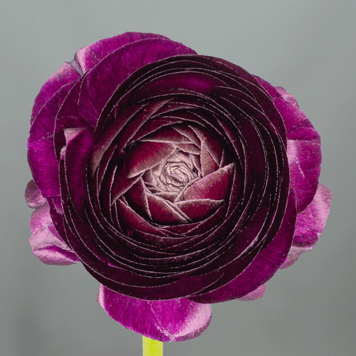 Ranuncle bordeus Elegance, Flor fresca de 40 cm de llarg, ram de 10 tiges Geoflora