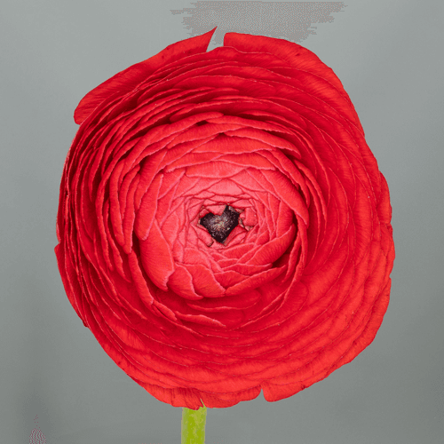 Ranúnculo rojo Elegance, Flor fresca de 40 cm de llarg, ram de 10 tiges Geoflora