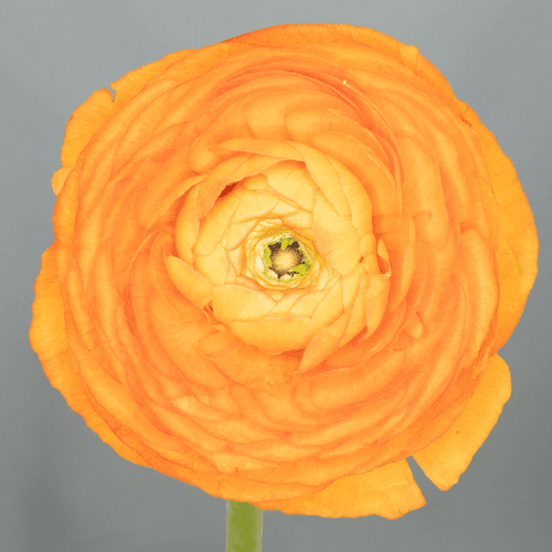 Ranuncle taronja Elegance, Flor fresca de 40 cm de llarg, ram de 10 tiges Geoflora