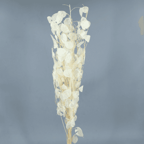 Lunária Branca (Moeda de Prata), Flor seca de 80 cm de comprimento