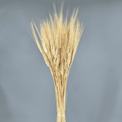 Triticum Espiga seca 200 g, Crema