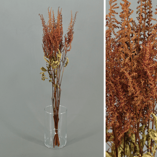 Astilbe Paul Garder preservada cereza