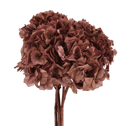 Hortensia préservée bordeaux, Fleur stabilisée, lot de 20 unités