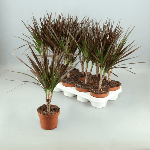 Dracaena Marg Magenta 1T, Verde, 1 tallos, 40cm