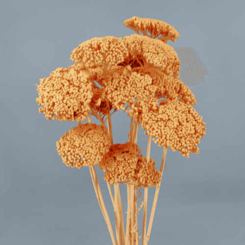 Achillée Saumon Parker, Fleur séchée de 55 cm de long