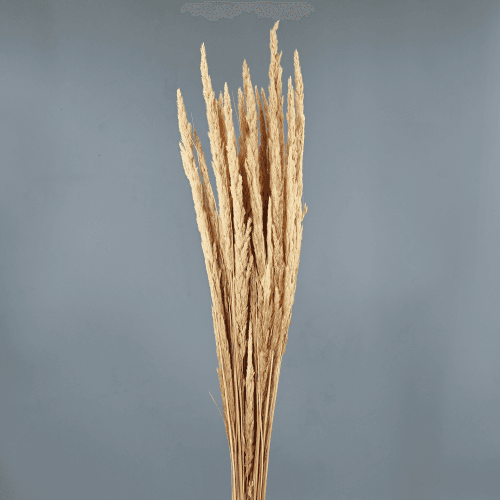 Mappetta Séchée Blanche