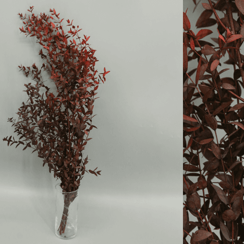 Eucalipto Parvifolia preservado granate