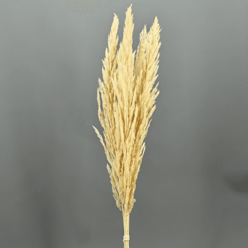 Plumero de Cortadera Blanco, Flor preservada de 50-120 cm de largo