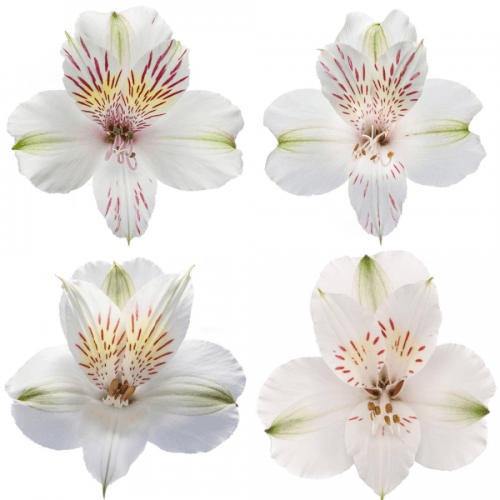 Alstroemeria Blanca Fancy