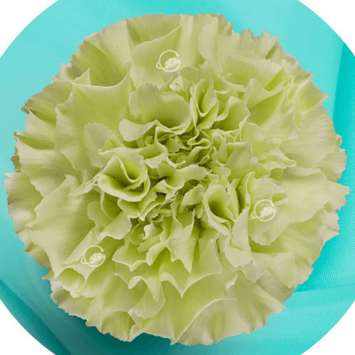 Cravo Green verde claro, Flor fresca de 70 cm de comprimento Geoflora