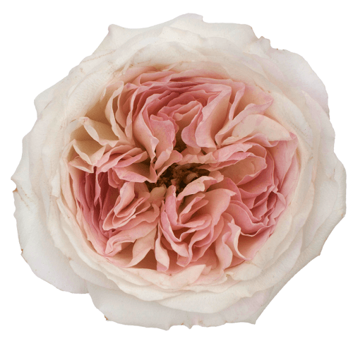 Rosa de Jardin Keira David Austin