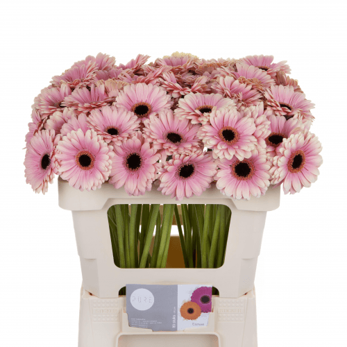 Ramo de 20 xerberas mini Esmee brancas e rosas, Flor fresca de 50 cm de longo, 20 talos