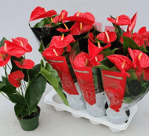 Anthurium Michigan Rojo en Maceta, Planta de 50 cm de alto, pack de 8 uds
