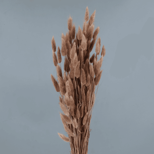 Lagurus seco terracota, Flor seca de 60 cm de comprimento