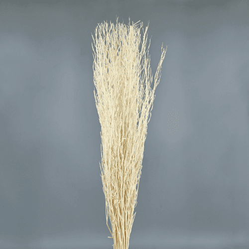 Mustard Grass seco branco natural