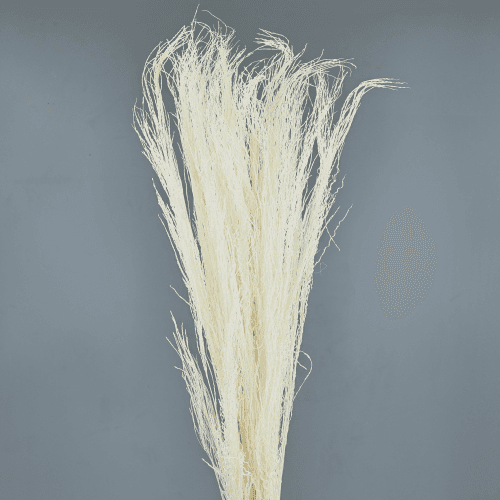Filo seco branco