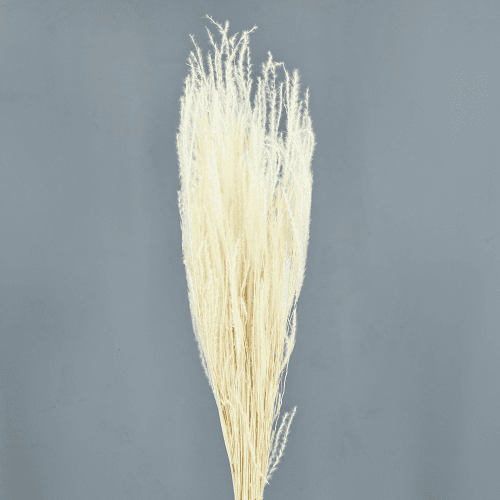 Fine Grass sec blanc