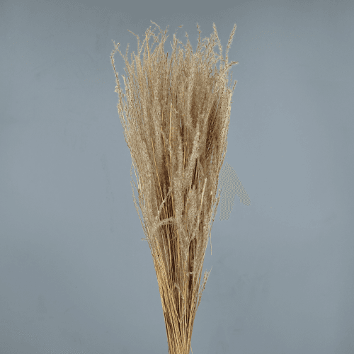 Fine Grass seco natural