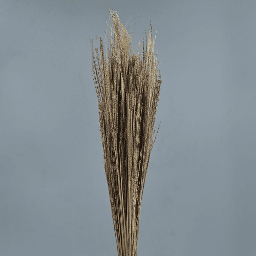 Filo seco natural