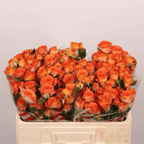 Ram de 10 Roses Spray Taronges Ariya, Flor fresca de 50-60 cm de llarg, 10-30 tiges
