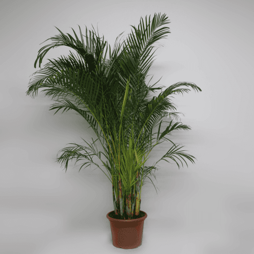 Areca Dypsis, Verde