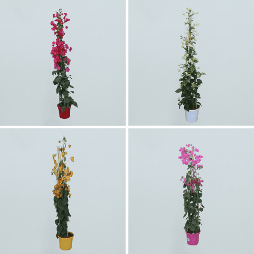 Bougainvillier sur pyramide, Plante de 120 cm de haut