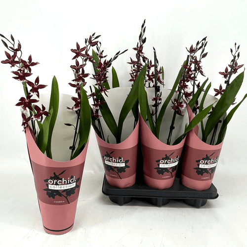 Orchidée Cambria Barrocco Red, Plante de 45 cm de haut, lot de 6 unités