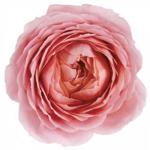 Romantic Antike Lorategiko 12 Arrosako Sorta, 40 cm luzeko lore freskoa, 12 zurtoineko sorta