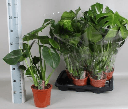 Pack de 6 Monstera deliciosa XL (costela-de-adão), 80 cm