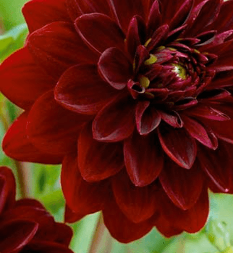 Bulbo Dahlia Arabian Night