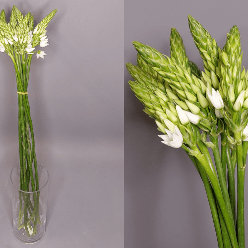 Ornithogalum Thyrsoides Mount Fuji