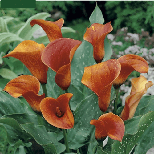 Bulbos de Cala Mango (para Plantar)