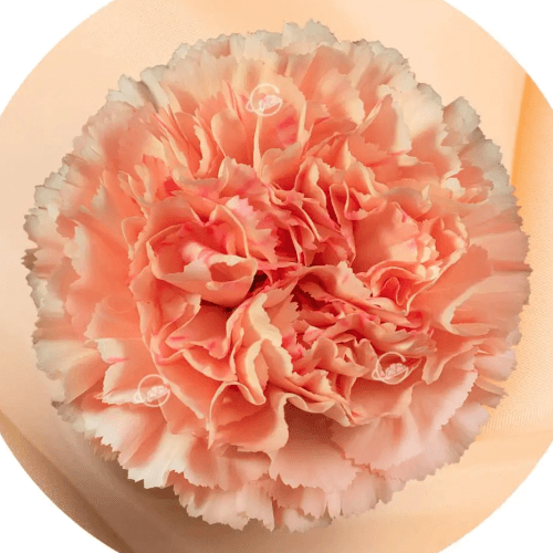 Clavell taronja Stromboli, Flor fresca de 70 cm de llarg, ram de 25 tiges Geoflora