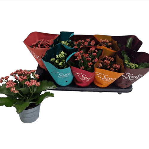 Kalanchoe Calandiva em Vaso - Cores Variadas, Planta de 25 cm de altura, conjunto de 10 unidades