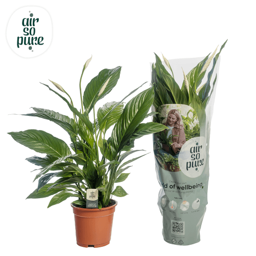 Spathiphyllum Vivaldi - Fleur de lune purificatrice (70 cm)